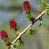 25 EUROPEAN LARCH TREE Pine Pinetree Evergreen Larix Decidua Seeds