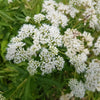 200 TALL WHITE BONESET (Thoroughwort) Eupatorium Perfoliatum Flower Seeds