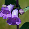 250 LARGE FLOWERED BEARDTONGUE Penstemon Grandiflorus Native Pink Purple Flower Seeds