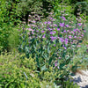 250 LARGE FLOWERED BEARDTONGUE Penstemon Grandiflorus Native Pink Purple Flower Seeds