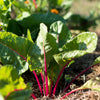 40 PINK LIPSTICK SWISS CHARD Vegetable Seeds Perpetual Spinach Beta Vulgaris Seeds