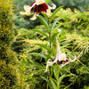 5 NEPAL LILY Green & Maroon Lilium Nepalense Fragrant Flower Seeds