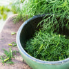 Dukat Dill Seeds (Anethum graveolens)