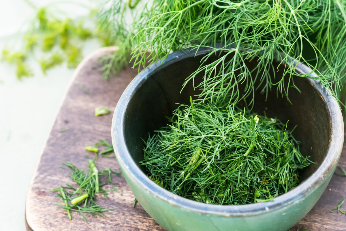 Dukat Dill Seeds (Anethum graveolens)