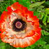 Mixed Colors Oriental Poppy Papaver Orientale Flower Seeds – photo 9