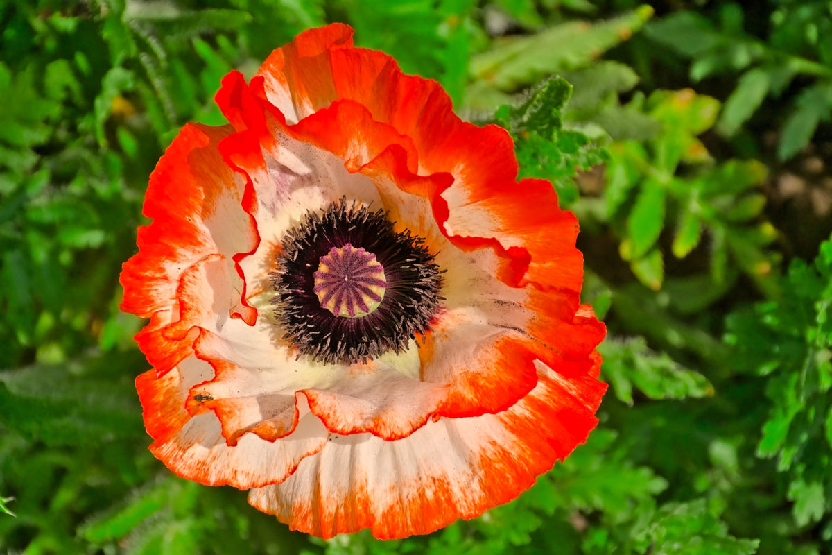 Mixed Colors Oriental Poppy Papaver Orientale Flower Seeds – photo 9
