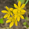 10 YELLOW EYED GRASS Ornamental Sisyrinchium Californicum Flower Seeds