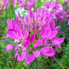 200 MAUVE QUEEN CLEOME Spinosa Hassleriana Purple Pink Spider Flower Seeds