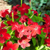 Heirloom Mixed Colors Nicotiana Seeds – (Ornamental Flowering Tobacco) Nicotiana Alata Flower – photo 13