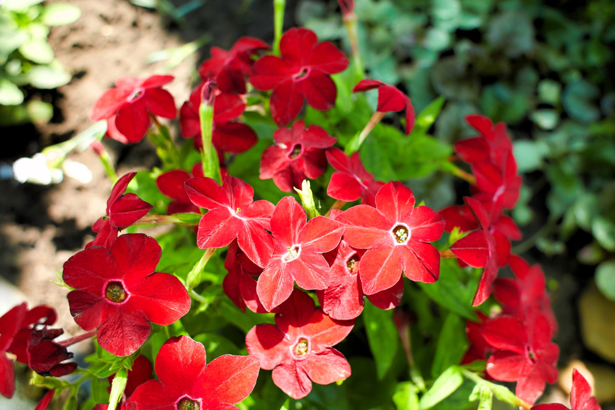 Heirloom Mixed Colors Nicotiana Seeds – (Ornamental Flowering Tobacco) Nicotiana Alata Flower – photo 13