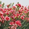 Mixed Carnation / Double Dianthus Chinensis Flower Seeds – photo 8