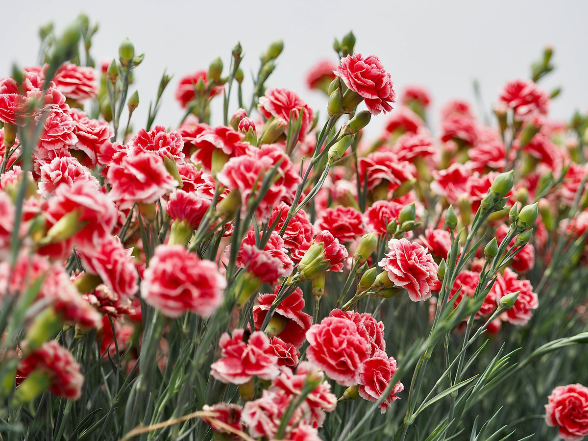 Mixed Carnation / Double Dianthus Chinensis Flower Seeds – photo 8