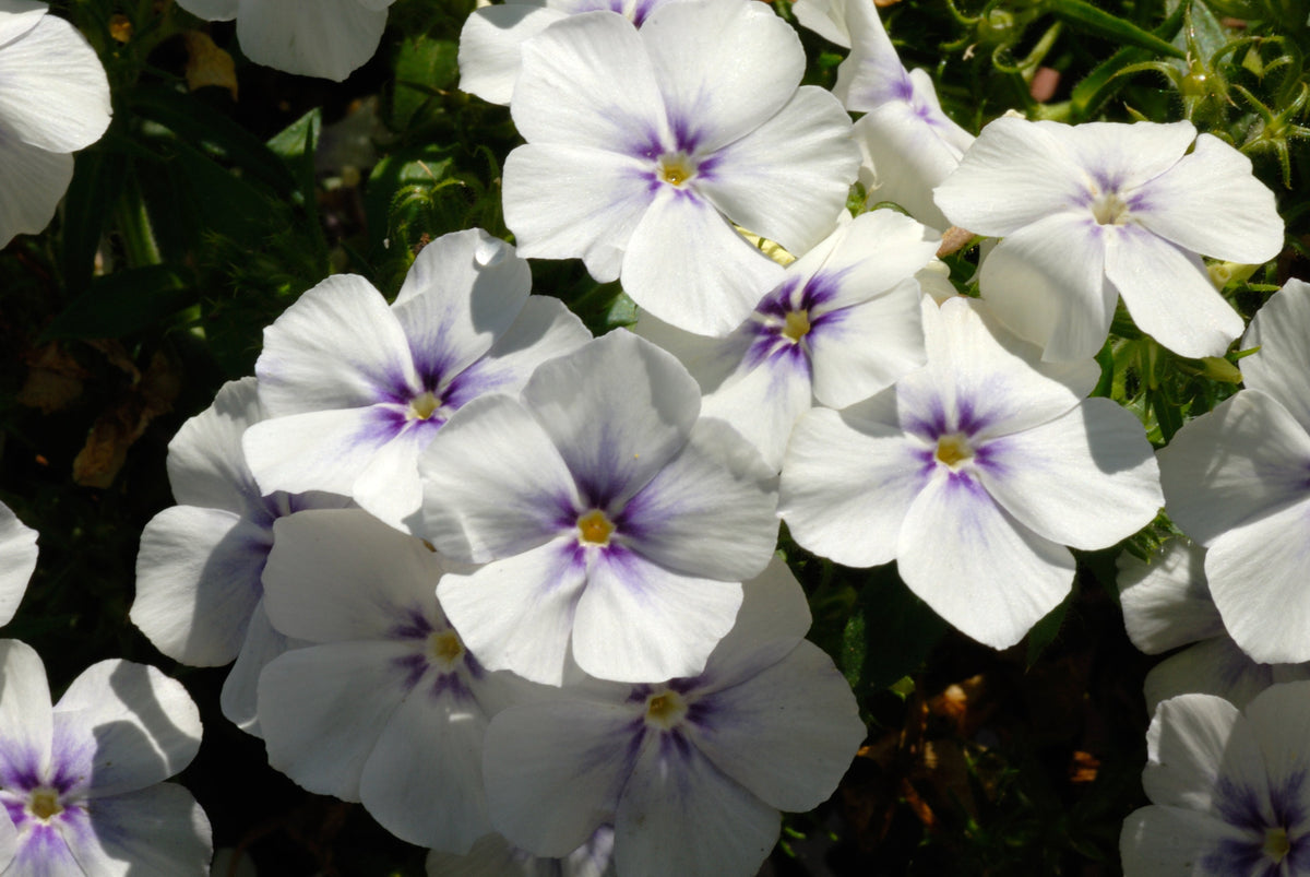 Mixed Colors Drummond Phlox Mix Seeds – Pink, Red, & White Phlox Drummondii Flower – photo 15