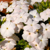 100 PHLOX OF SHEEP Pastel Mix Phlox Drummondii Multicolor Flower Seeds