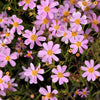 30 Pink AMERICAN DREAM COREOPSIS Rosea Dwarf Tickseed Flower Seeds