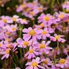 30 Pink AMERICAN DREAM COREOPSIS Rosea Dwarf Tickseed Flower Seeds