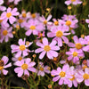30 Pink AMERICAN DREAM COREOPSIS Rosea Dwarf Tickseed Flower Seeds
