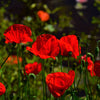 Mixed Colors Shirley Poppy (