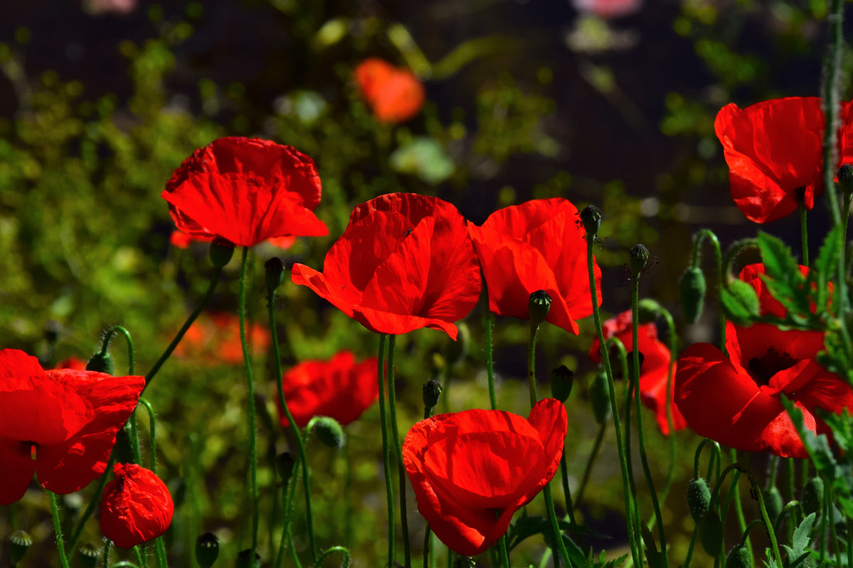 Mixed Colors Shirley Poppy (