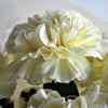 50 WHITE CARNATION Dianthus Caryophyllus Grenadin Flower Seeds