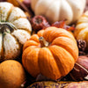20 MINI MIX PUMPKIN Miniature Cucurbita Pepo White Green Orange Striped Vegetable Seeds