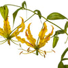10 YELLOW GLORIOSA LILY Flame Lily Gloriosa Lutea Flower Vine Seeds
