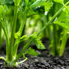 2000 CUTTING LEAF CELERY Apium Graveolens Soup Vegetable Herb Seeds
