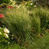 1000 SWITCHGRASS Tall Panic Switch Grass Panicum Virgatum Red Flower Seeds