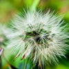 25 PAPALO Yerba Porosa, Summer Cilantro, Bolivian Coriander, Porophyllum Ruderale Culinary Herb Seeds
