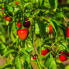 100 SWEET CHERRY PEPPER Red Chili Capsicum Annuum Vegetable Seeds