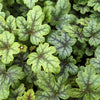 50 HEUCHERA Americana CORAL BELLS Dale's Strain American Alumroot Flower Seeds