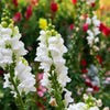 250 WHITE SNOWFLAKE SNAPDRAGON Antirrhinum Majus Flower Seeds