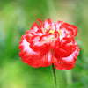 1000 Mixed Colors DOUBLE SHIRLEY POPPY Papaver Rhoeas Flower Seeds