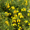 10 Yellow CLEMATIS RADAR LOVE Vine Climber Clematis Tangutica Flower Seeds