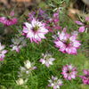 500 LOVE In A MIST PERSIAN Jewels Mixed Colors (Fennel Flower) Nigella Damascena Flower Seeds