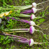 3000 PURPLE Top WHITE Globe TURNIP Brassica Rapa Vegetable Seeds
