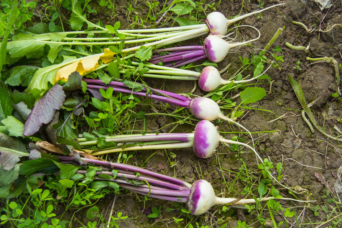 Purple Top White Globe Turnip Brassica Rapa Vegetable Seeds – photo 2