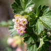 20 Red WAX CURRANT Edible Fruit Berries Pink Flowers Shrub Ribes Cereum Seeds