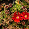 100 Gelato Bright RED ICE PLANT Mesembryanthemum Daisy Livingstone Flower Seeds
