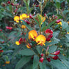 30 PIGEON PEA Dhal Gungo Puerto Rico Bean Cajanus Cajan Vegetable Seeds