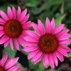 25 BRIGHT STAR CONEFLOWER Echinacea Purpurea Lavender Bright Rose Pink Flower Seeds