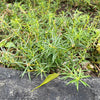 75 SALTWORT Okahijiki Japanese Greens Salsola Komarovii Leaf Vegetable Seeds