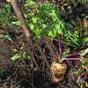 1000 PARSNIP Improved HOLLOW CROWN Pastinaca Sativa White Root Vegetable Seeds
