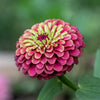 25 RED LIME QUEENY ZINNIA Elegans Green Queen Flower Seeds