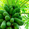 30 PAPAYA MELON Fruit TREE Carica Papaya Seeds