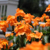 10 ORANGE MARMALADE CROSSANDRA Infundibuliformis Firecracker Flower Houseplant Seeds