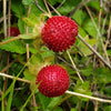 Red Indian Tuttifrutti Strawberry Seeds – Duchesnea Indica Flower Berry Fruit – photo 6