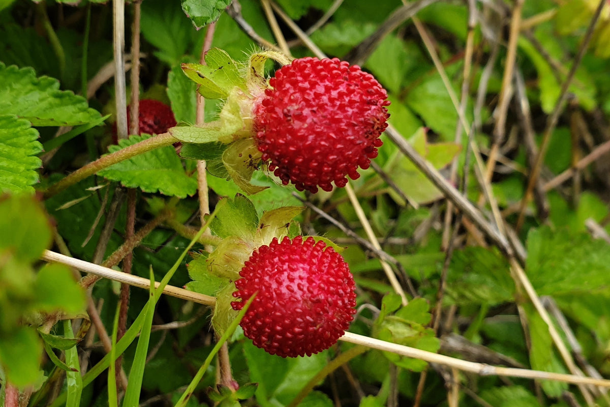 Red Indian Tuttifrutti Strawberry Seeds – Duchesnea Indica Flower Berry Fruit – photo 6