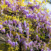 5 JAPANESE WISTERIA Floribunda Flower Purple Ornamental Vine Climber Seeds