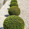 30 AMERICAN BOXWOOD Common Buxus Sempervirens European Box Shrub Seeds
